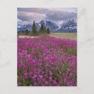 USA, Alaska, Alsek River Valley. View of Postcard