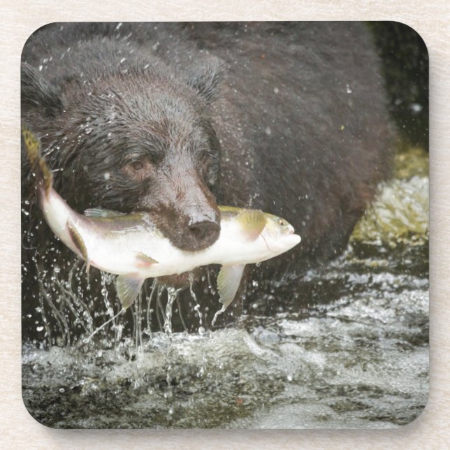 USA, Alaska, Anan Creek. Close-Up Of Black Bear Coaster (Front)