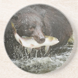 USA, Alaska, Anan Creek. Close-Up Of Black Bear Coaster