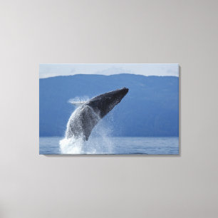 USA, Alaska, Angoon, Humpback Whale (Megaptera Canvas Print