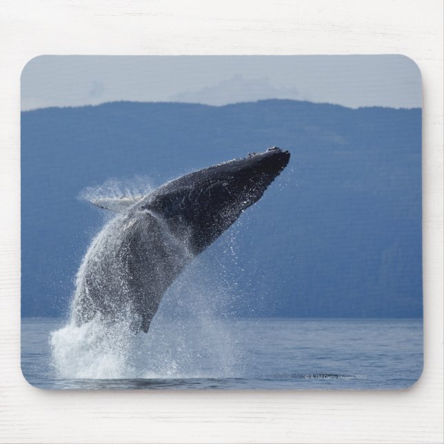 USA, Alaska, Angoon, Humpback Whale (Megaptera Mouse Pad (Front)