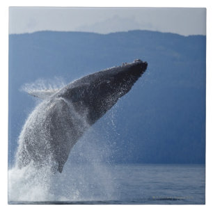 USA, Alaska, Angoon, Humpback Whale (Megaptera Tile