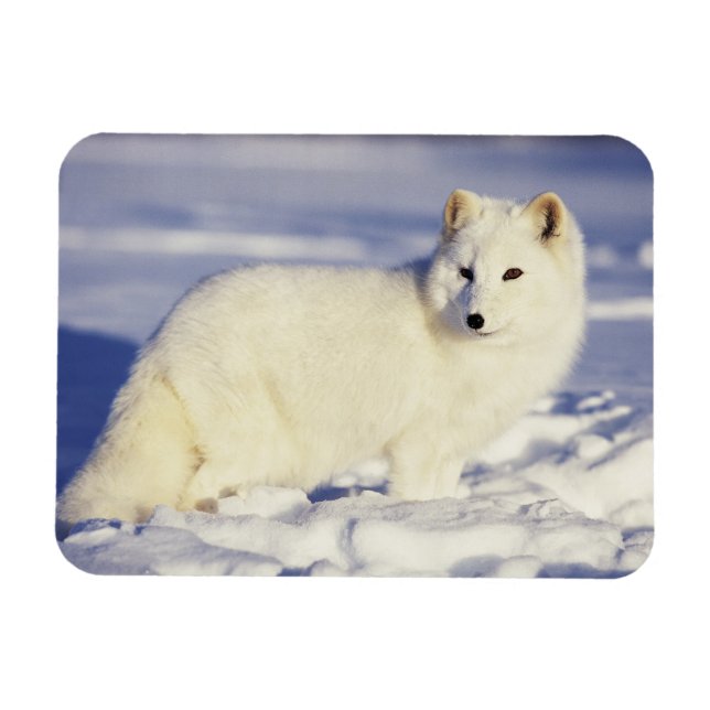 USA, Alaska. Arctic fox in winter coat Magnet (Horizontal)