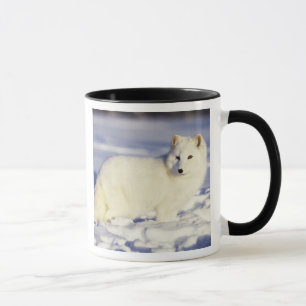 USA, Alaska. Arctic fox in winter coat Mug