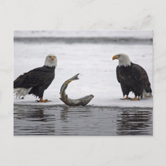USA, Alaska, Chilkat Bald Eagle Preserve. Pair Postcard (Front)