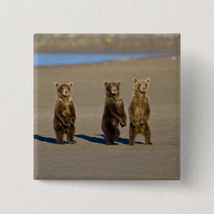 USA. Alaska. Coastal Brown Bear cubs 2 Inch Square Button