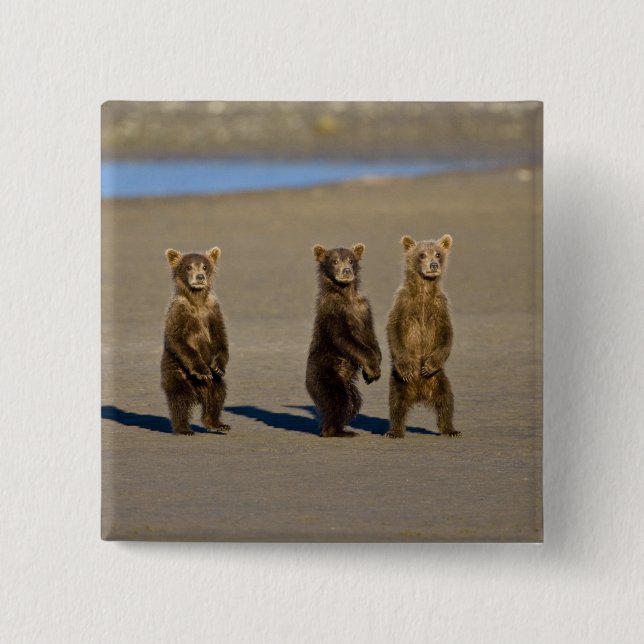 USA. Alaska. Coastal Brown Bear cubs 2 Inch Square Button (Front)