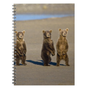 USA. Alaska. Coastal Brown Bear cubs Notebook