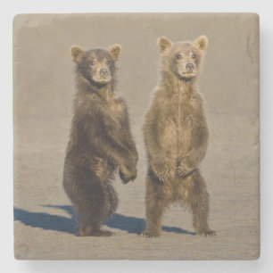 USA. Alaska. Coastal Brown Bear cubs Stone Coaster