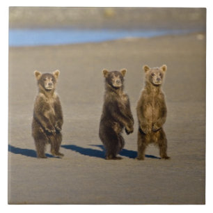 USA. Alaska. Coastal Brown Bear cubs Tile