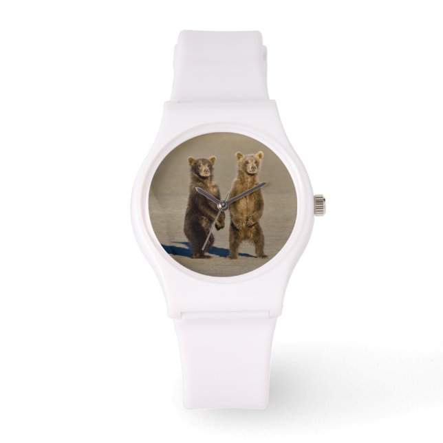 USA. Alaska. Coastal Brown Bear cubs Watch (Front)