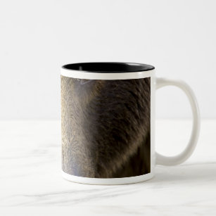USA. Alaska. Concentration-A coastal brown bear Two-Tone Coffee Mug