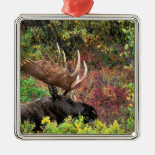 USA, Alaska, Denali National Park, Bull Moose Metal Ornament