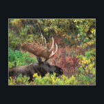 USA, Alaska, Denali National Park, Bull Moose Postcard<br><div class="desc">USA, Alaska, Denali National Park, Bull Moose (Alces alces) on tundra north of McKinley River on fall afternoon � Paul Souders / SuperStock.com</div>