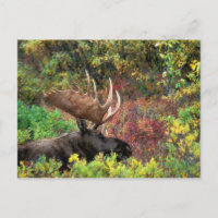 USA, Alaska, Denali National Park, Bull Moose