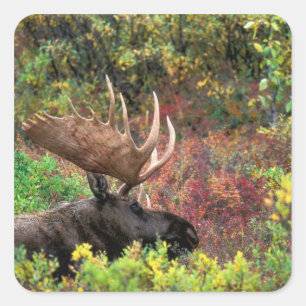 USA, Alaska, Denali National Park, Bull Moose Square Sticker