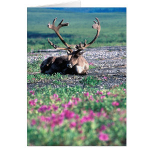 USA, Alaska, Denali National Park, Caribou