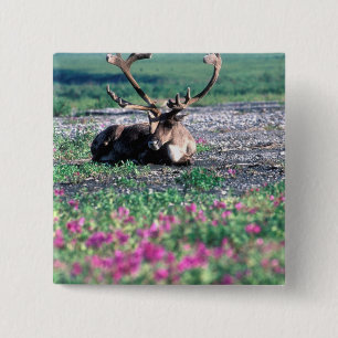 USA, Alaska, Denali National Park, Caribou 2 Inch Square Button