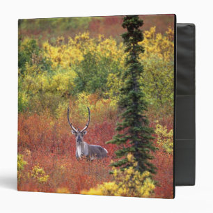 USA, Alaska, Denali National Park. Caribou Binder