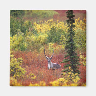 USA, Alaska, Denali National Park. Caribou Magnet