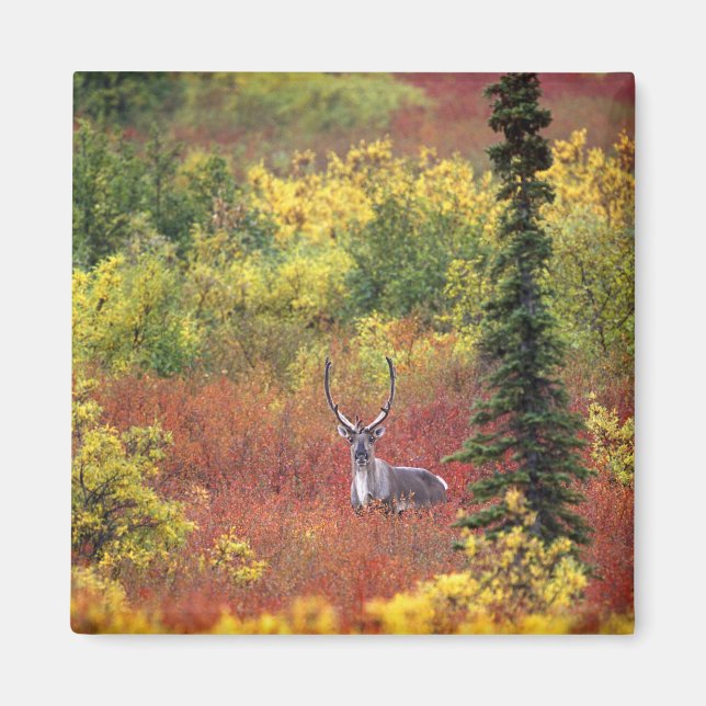 USA, Alaska, Denali National Park. Caribou Magnet (Front)