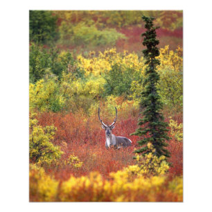 USA, Alaska, Denali National Park. Caribou Photo Print