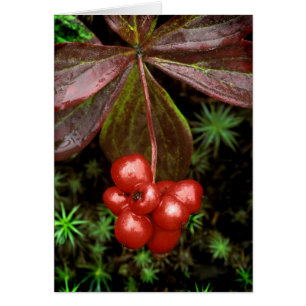 USA, Alaska, Denali National Park. Detail of
