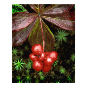 USA, Alaska, Denali National Park. Detail of Photo Print