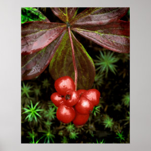 USA, Alaska, Denali National Park. Detail of Poster