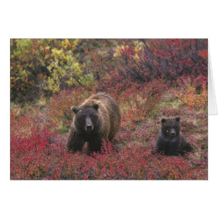 USA, Alaska, Denali National Park. Grizzly bear