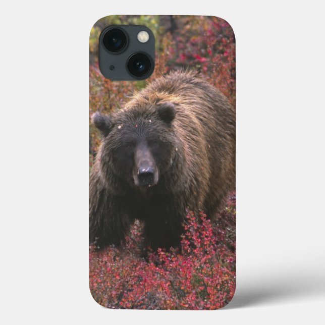 USA, Alaska, Denali National Park. Grizzly bear Case-Mate iPhone Case (Back)