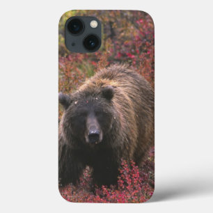 USA, Alaska, Denali National Park. Grizzly bear iPhone 13 Case