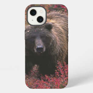 USA, Alaska, Denali National Park. Grizzly bear iPhone 13 Case