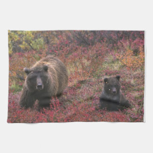 USA, Alaska, Denali National Park. Grizzly bear Kitchen Towel