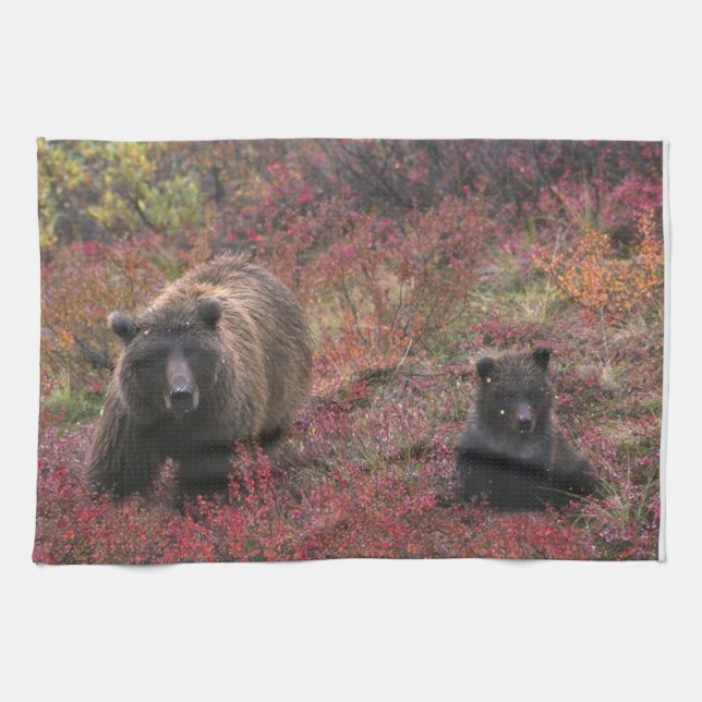 USA, Alaska, Denali National Park. Grizzly bear Kitchen Towel (Horizontal)