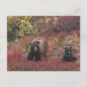 USA, Alaska, Denali National Park. Grizzly bear Postcard