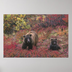 USA, Alaska, Denali National Park. Grizzly bear Poster