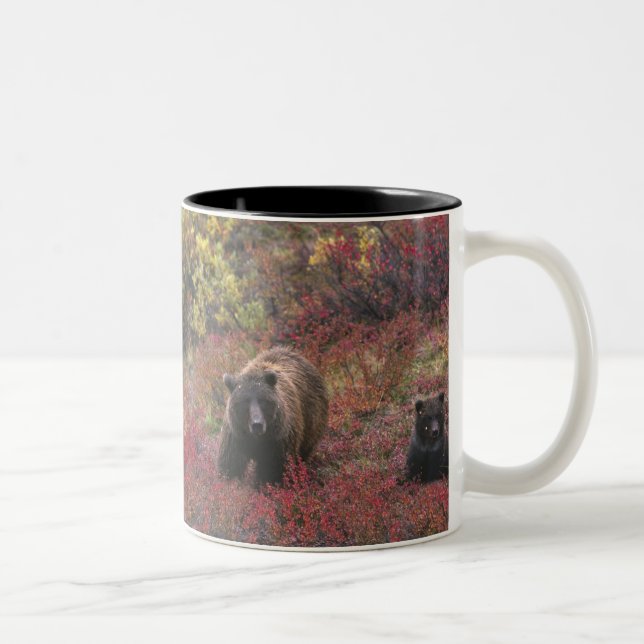 USA, Alaska, Denali National Park. Grizzly bear Two-Tone Coffee Mug (Right)