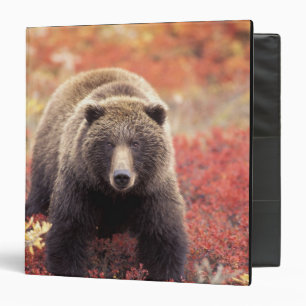 USA, Alaska, Denali NP, female Grizzly Bear Binder