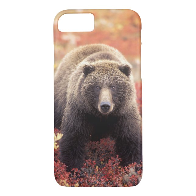 USA, Alaska, Denali NP, female Grizzly Bear Case-Mate iPhone Case (Back)