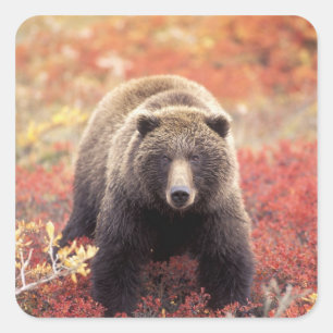 USA, Alaska, Denali NP, female Grizzly Bear Square Sticker