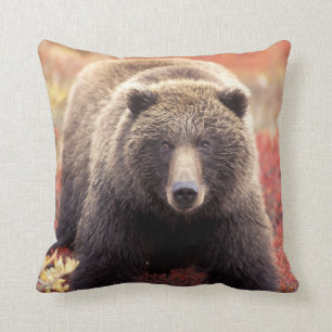 USA, Alaska, Denali NP, female Grizzly Bear Throw Pillow