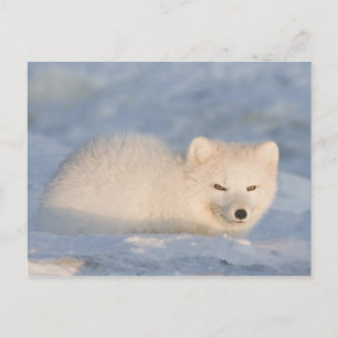 USA, Alaska, Fox Postcard