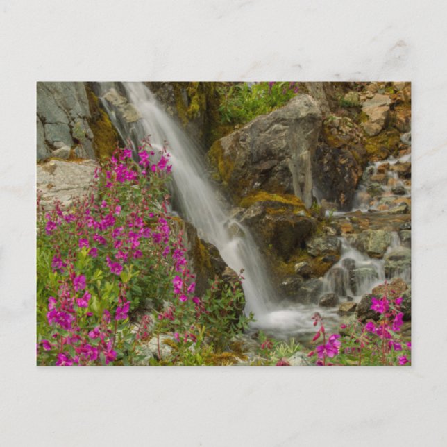 USA, Alaska, Glacier Bay National Park. Fireweed Postcard (Front)
