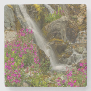USA, Alaska, Glacier Bay National Park. Fireweed Stone Coaster