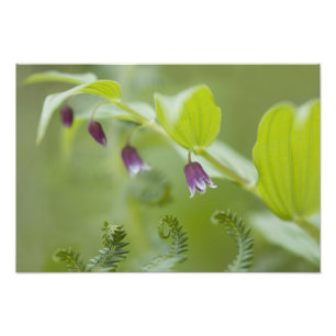 USA, Alaska, Glacier Bay National Park. Photo Print