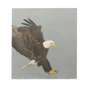 USA, Alaska, Homer. Bald eagle in landing Notepad