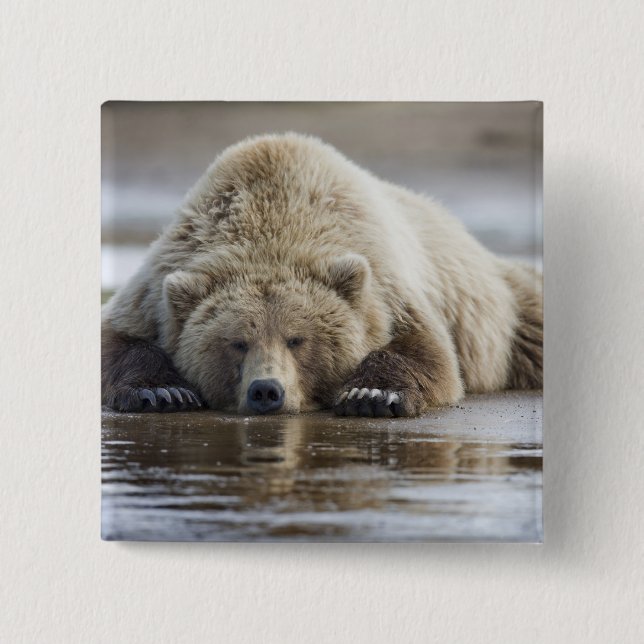 USA, Alaska, Katmai National Park, Brown Bear 2 Inch Square Button (Front)