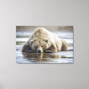 USA, Alaska, Katmai National Park, Brown Bear Canvas Print