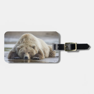 USA, Alaska, Katmai National Park, Brown Bear Luggage Tag
